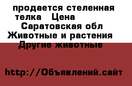 продается стеленная телка › Цена ­ 45 000 - Саратовская обл. Животные и растения » Другие животные   